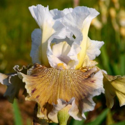 Tatras Eagle (Mego, 2014)